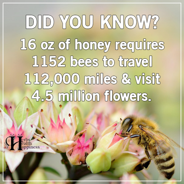 16 oz Of Honey Requires 1152 Bees To Travel 112,000 Miles