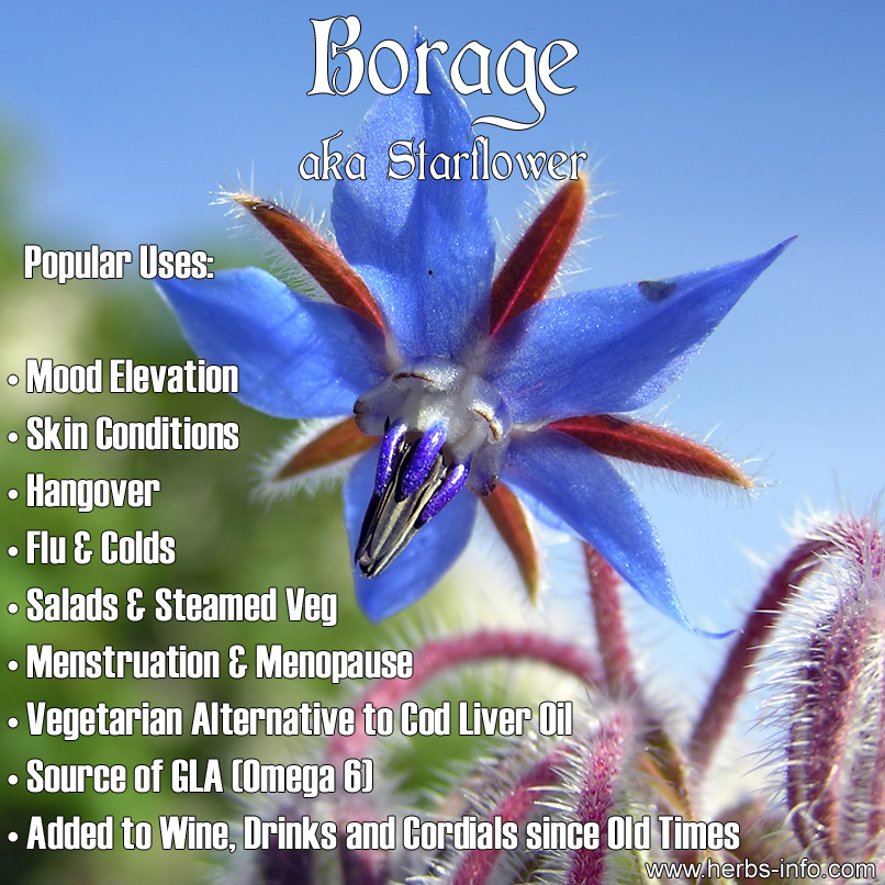 borage-starflower