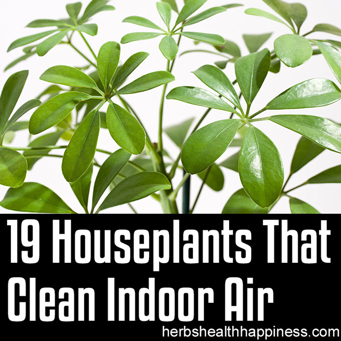 19 Houseplants That Clean Indoor Air