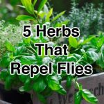 5 Herbs That Repel Flies