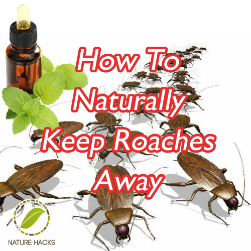 How To Naturally Keep Roaches Away