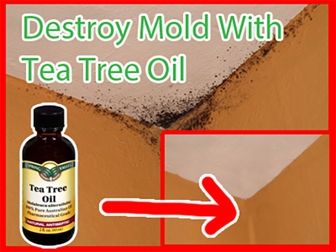 How To Remove Mold With Tea Tree Oil