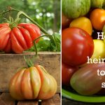How To Save Your Own Heirloom Tomato Seeds