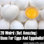 20 Weird But Amazing Uses For Eggs And Eggshells