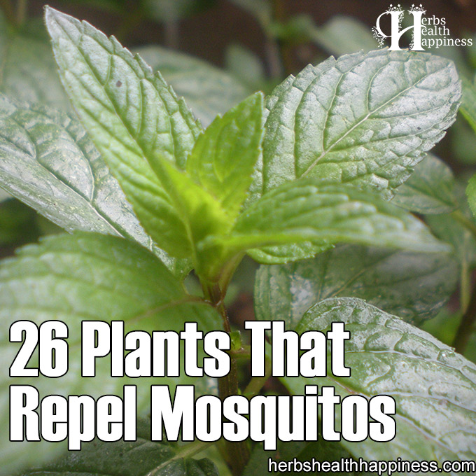 26 Plants That Repel Mosquitos