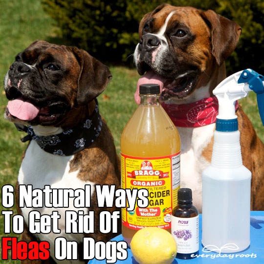 6 Natural Ways To Ged Rid Of Fleas On Dogs