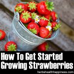 How To Get Started Growing Strawberries