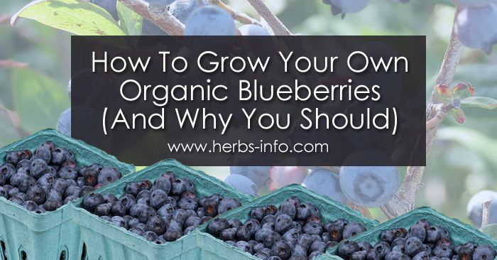 How To Grow Your Own Organic Blueberries And Why You Should