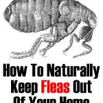 Natural Ways To Keep Fleas Out Of Your Home