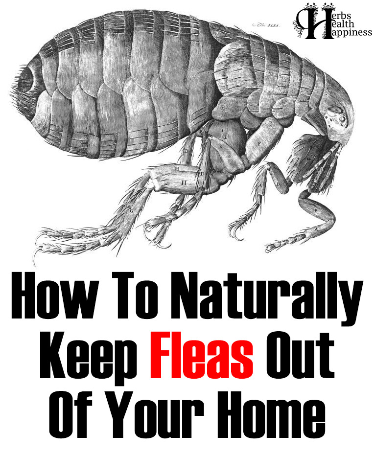 How To Naturally Keep Fleas Out Of Your Home