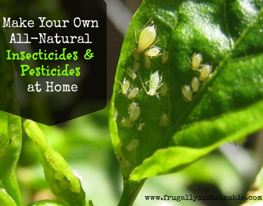 How to Make Your Own All-Natural Insecticides and Pesticides