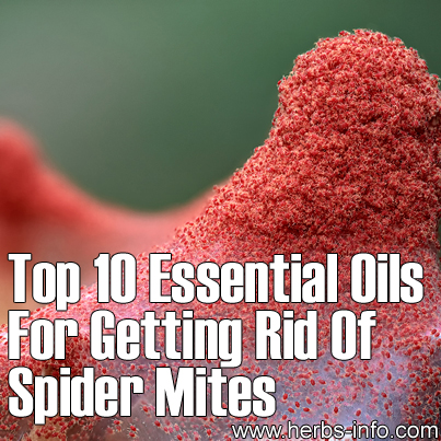 Top 10 Essential Oils For Getting Rid Of Spider Mites
