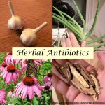 Top 15 Herbal Antibiotics