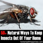 50+ Natural Ways To Keep Insects Out Of Your Home