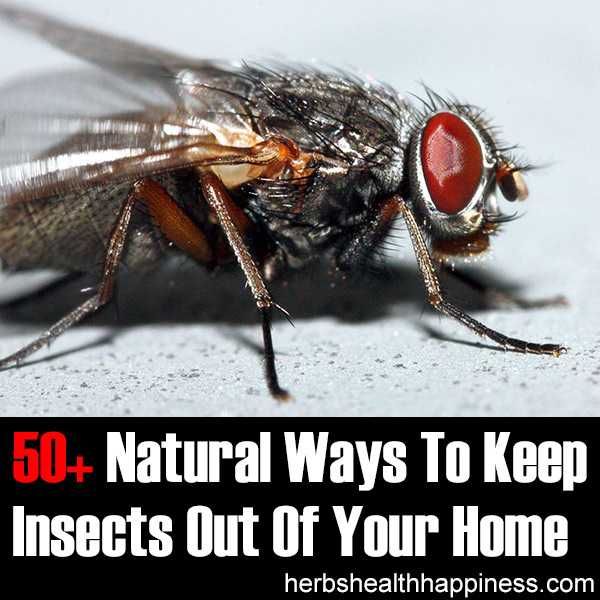 50+ Natural Ways To Keep Insects Out Of Your Home