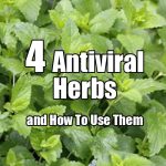 4 Antiviral Herbs And How To Use Them