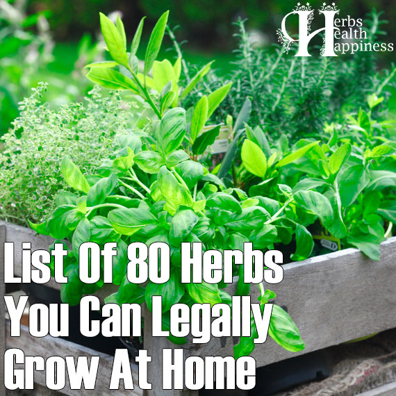 80 Herbs You Can Legally Grow at Home