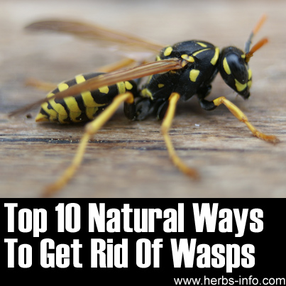 Top 10 Natural Ways To Get Rid Of Wasps