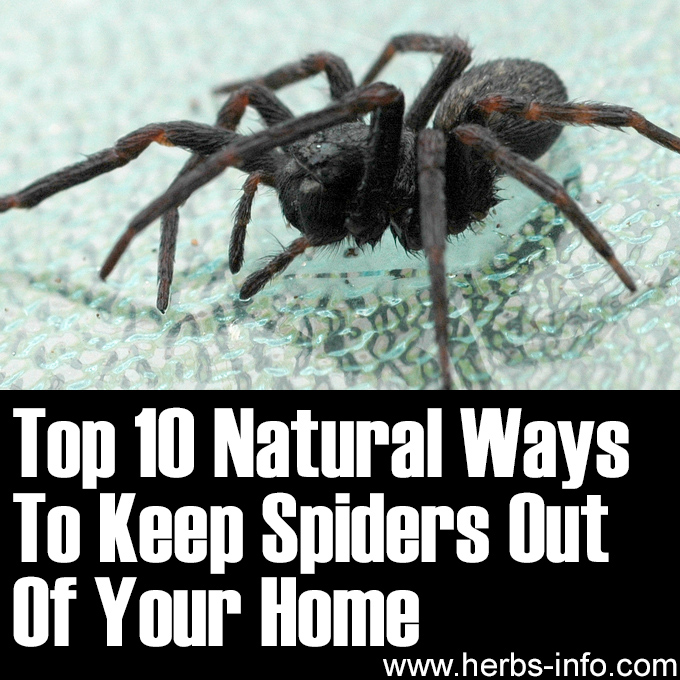 Top 10 Natural Ways To Keep Spiders Out Of Your Home