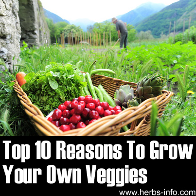 Top 10 Reasons To Grow Your Own Veggies