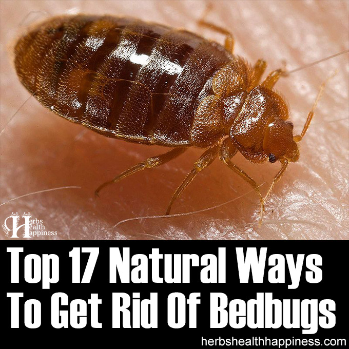 Top 17 Natural Ways To Get Rid Of Bedbugs