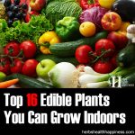 Top 16 Edible Plants You Can Grow Indoors