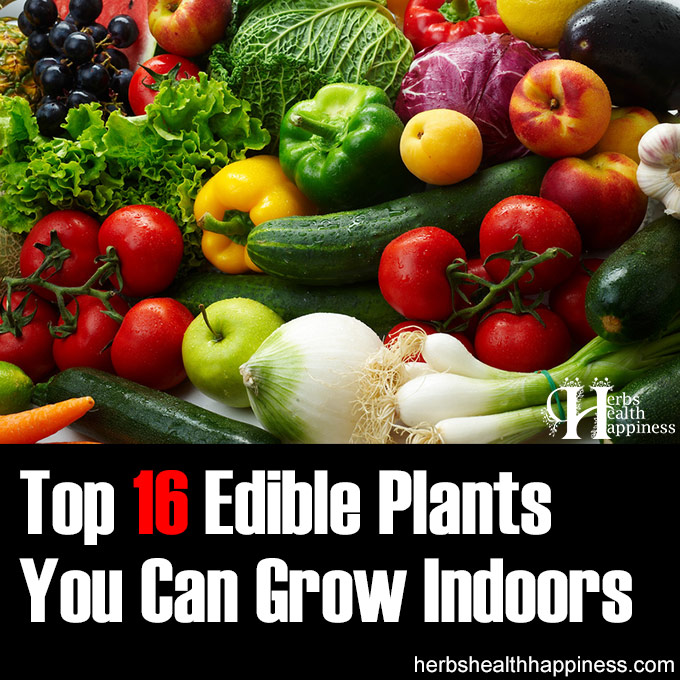 Top 16 Edible Plants You Can Grow Indoors