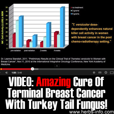 Amazing Cure Of Terminal Breast Cancer - With Turkey Tail Fungus