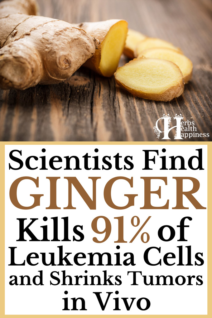 Scientists Find Ginger Kills 91% Of Leukemia Cells And Shrinks Tumors In Vivo