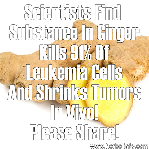 Scientists Find Ginger Kills Leukemia Cells and Shrinks Tumors in Vivo