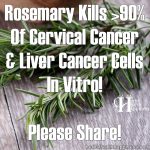 Rosemary Kills > 90% of Cervical Cancer & Liver Cancer Cells In Vitro