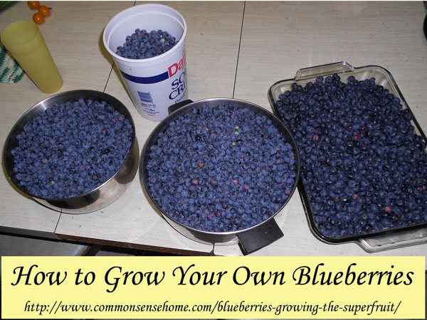 How To Grow Your Own Blueberries