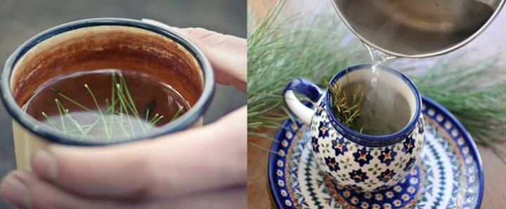 How To Make Pine Needle Tea