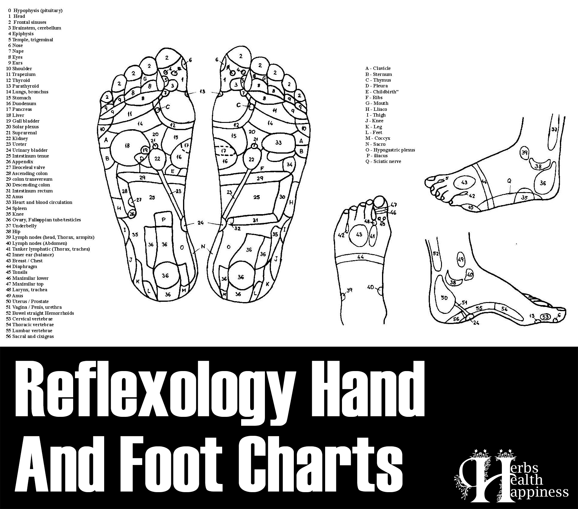 Reflexology Hand And Foot Charts
