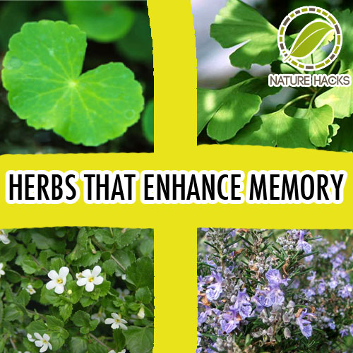 5 Herbs That Improve Memory