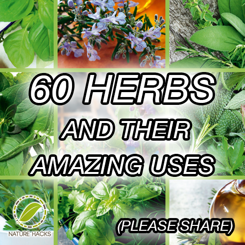 60-herbs-and-their-amazing-uses
