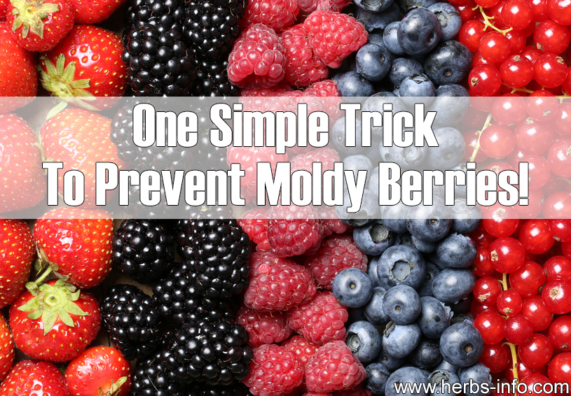 One Simple Trick To Prevent Moldy Berries