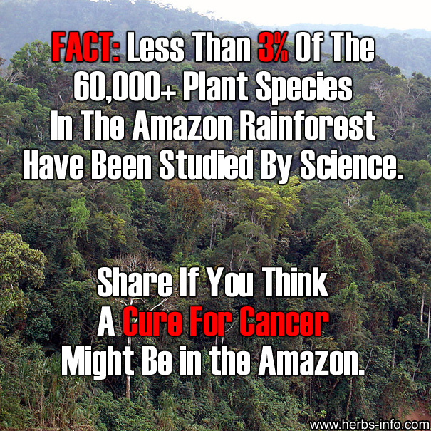 The Amazon Rainforest - Could It Contain Cures For Cancer