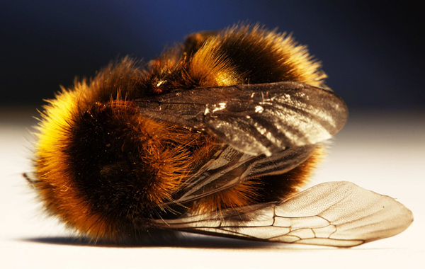 37 Million Bees Found Dead In Ontario
