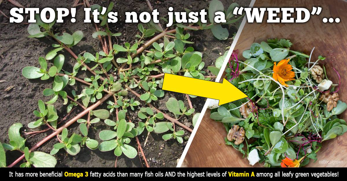 Is It Just A Weed, Or An Unrecognized Health-Boosting Plant