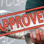 Criminally Insane: FDA Approves Genetically Engineered “Franken-Salmon” Despite Massive Public Opposition