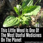 This Little Weed Is One Of The Most Useful Medicines On The Planet