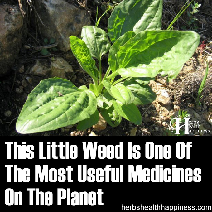 This Little Weed Is One Of The Most Useful Medicines On The Planet