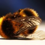 Top Scientist Files Shocking Complaint Accusing USDA Of Covering Up Link Between Pesticides And Massive Bee Die-Off