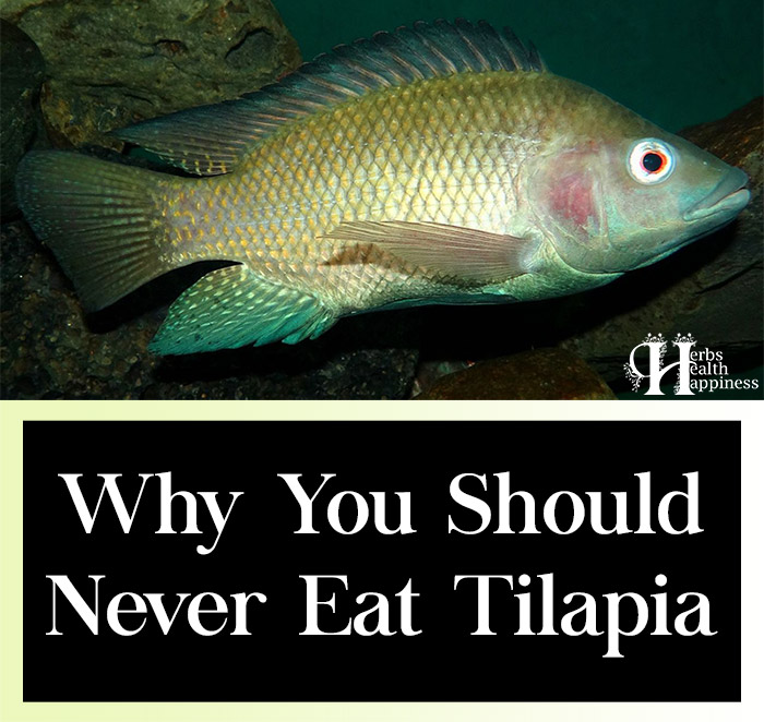 Why You Should Never Eat Tilapia