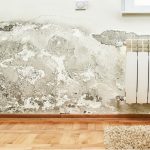 The Hazards Of Toxic Mold And Mold-Related Illness