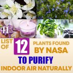List Of Plants Found By NASA To Purify Indoor Air Naturally Plus 8 Top Aromatic Indoor Plants