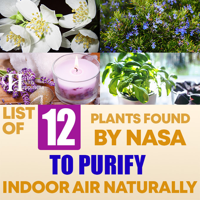 List Of Plants Found By NASA To Purify Indoor Air Naturally