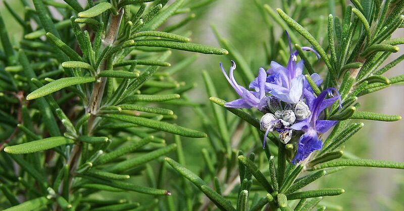 Rosemary Protects Against Macular Degeneration And Eye Damage Caused By Light