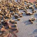 Alarm As 44% Of Bee Colonies Reported DEAD In ONE Year